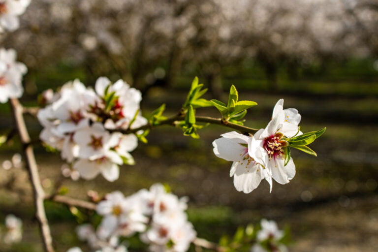 Almond blossoms